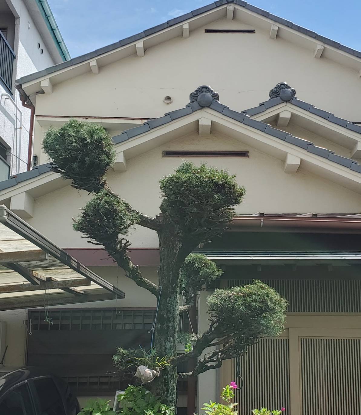 実家の杉の木の剪定です 窓ドア京橋駅前店のブログ メイン写真